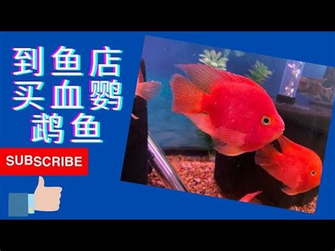 紅鸚鵡魚|鸚鵡魚飼養的5個小技巧 